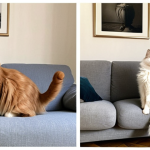 ** A before-and-after photo of a fluffy cat named Minou. In the "before" picture, Minou is struggling to jump onto a sofa, looking overweight. In the "after" picture, Minou is leaping gracefully, looking much fitter. A feather wand toy is nearby. The background should suggest a cozy, stylish Parisian apartment.

**