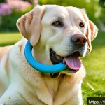 Home 16 이갈이 예방을 위한 강아지 장난감 추천 - A joyful adult Labrador retriever chewing on a durable, flexible natural rubber toy shaped like a ri...