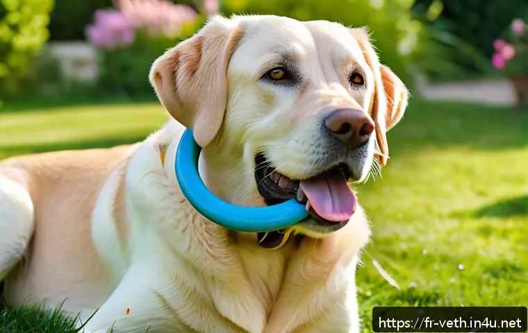 이갈이 예방을 위한 강아지 장난감 추천 - A joyful adult Labrador retriever chewing on a durable, flexible natural rubber toy shaped like a ri...